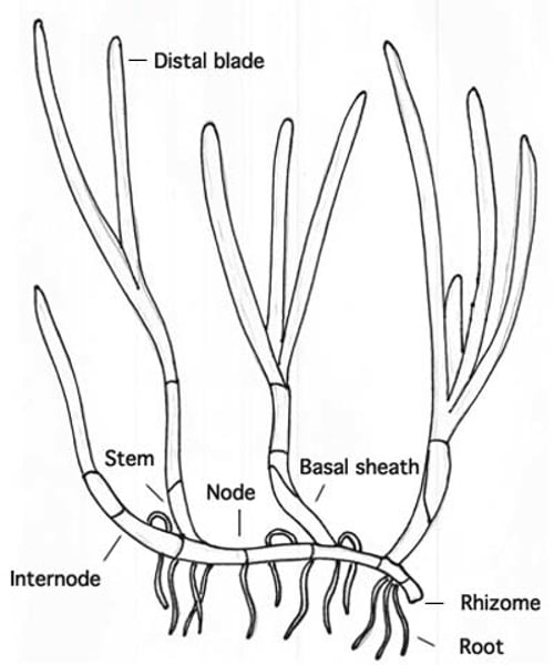 <p>blade - main photosynthetic organ<br>short shoot - stem<br>rhizome - horizontal stems and root like structure that connects adjacent short shoots together and anchors the plant to the substrate<br>root - anchor plants, absorb nutrients and excrete waste</p>