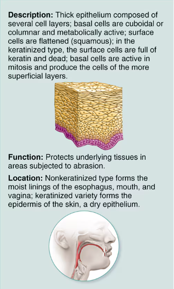 <p>Stratified squamous</p>