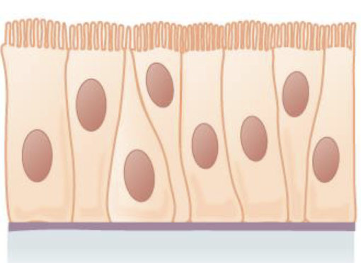 <p>Name the following tissue type.</p>