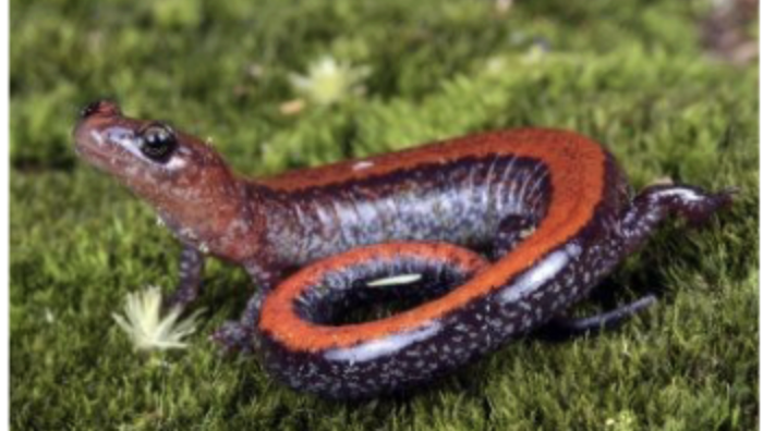 <p>eastern red-backed salamander</p>