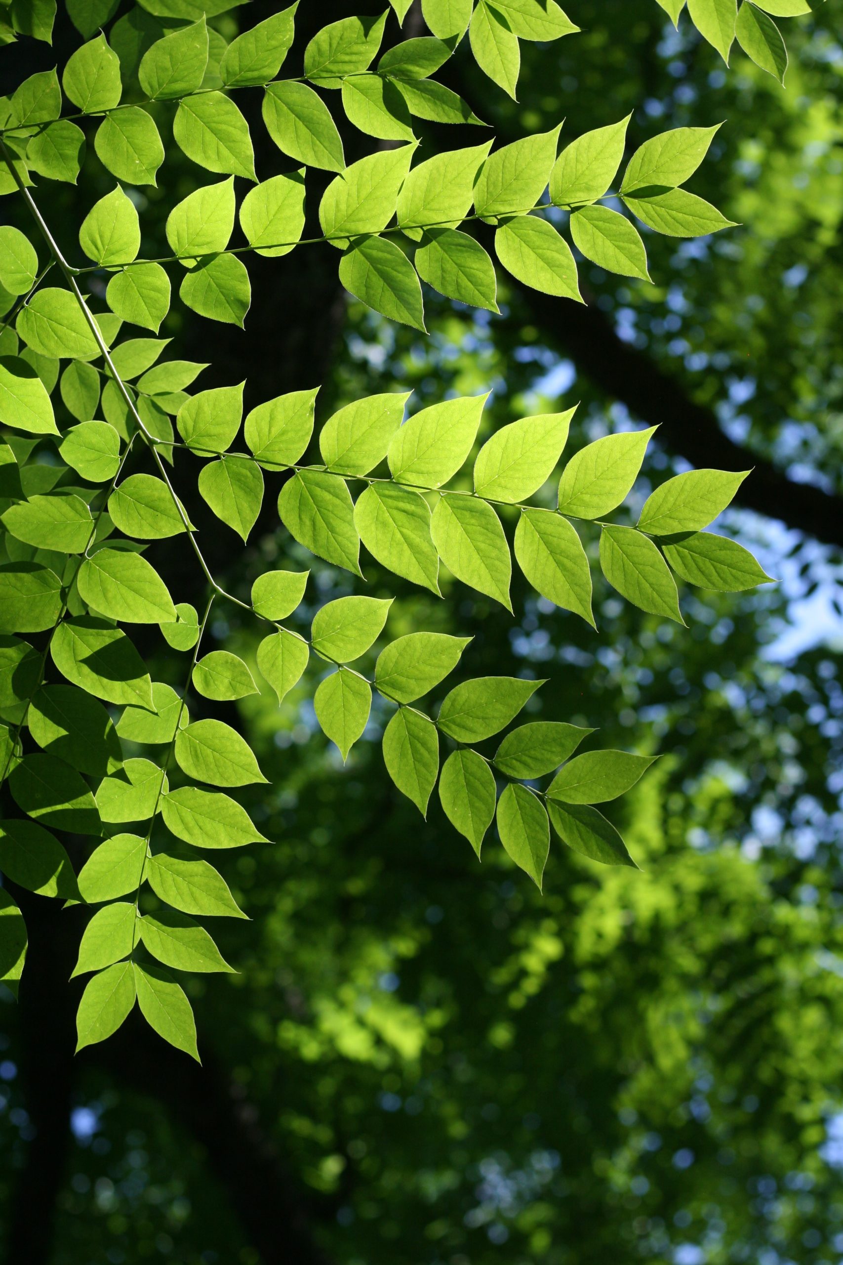 <p>Kentucky coffeetree</p>