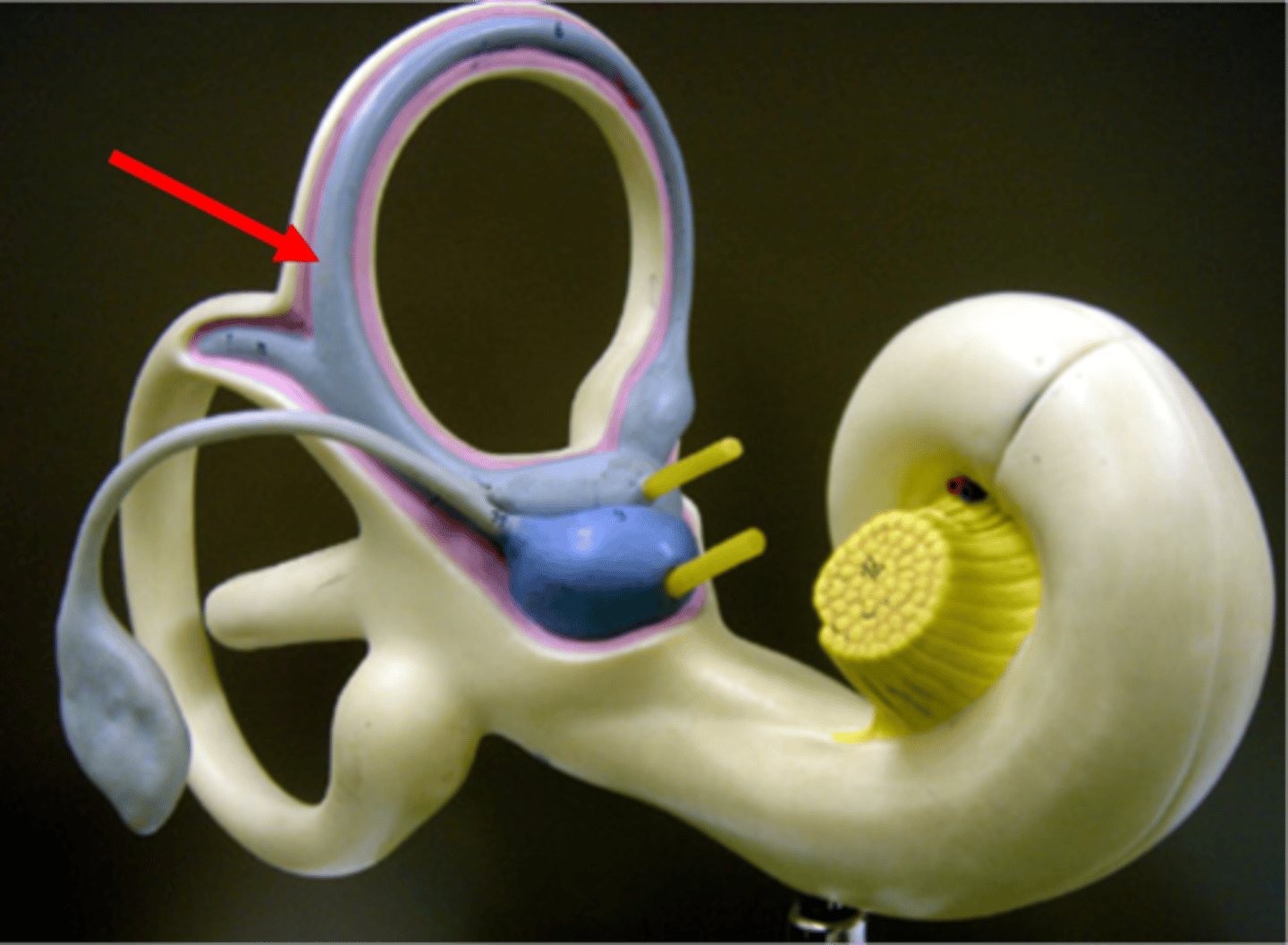 <p>delicate, fluid-filled system within the inner ear that is responsible for the senses of hearing and balance; converts mechanical stimuli like sound vibrations and head movements into the electrical nerve signals that the brain interprets</p>