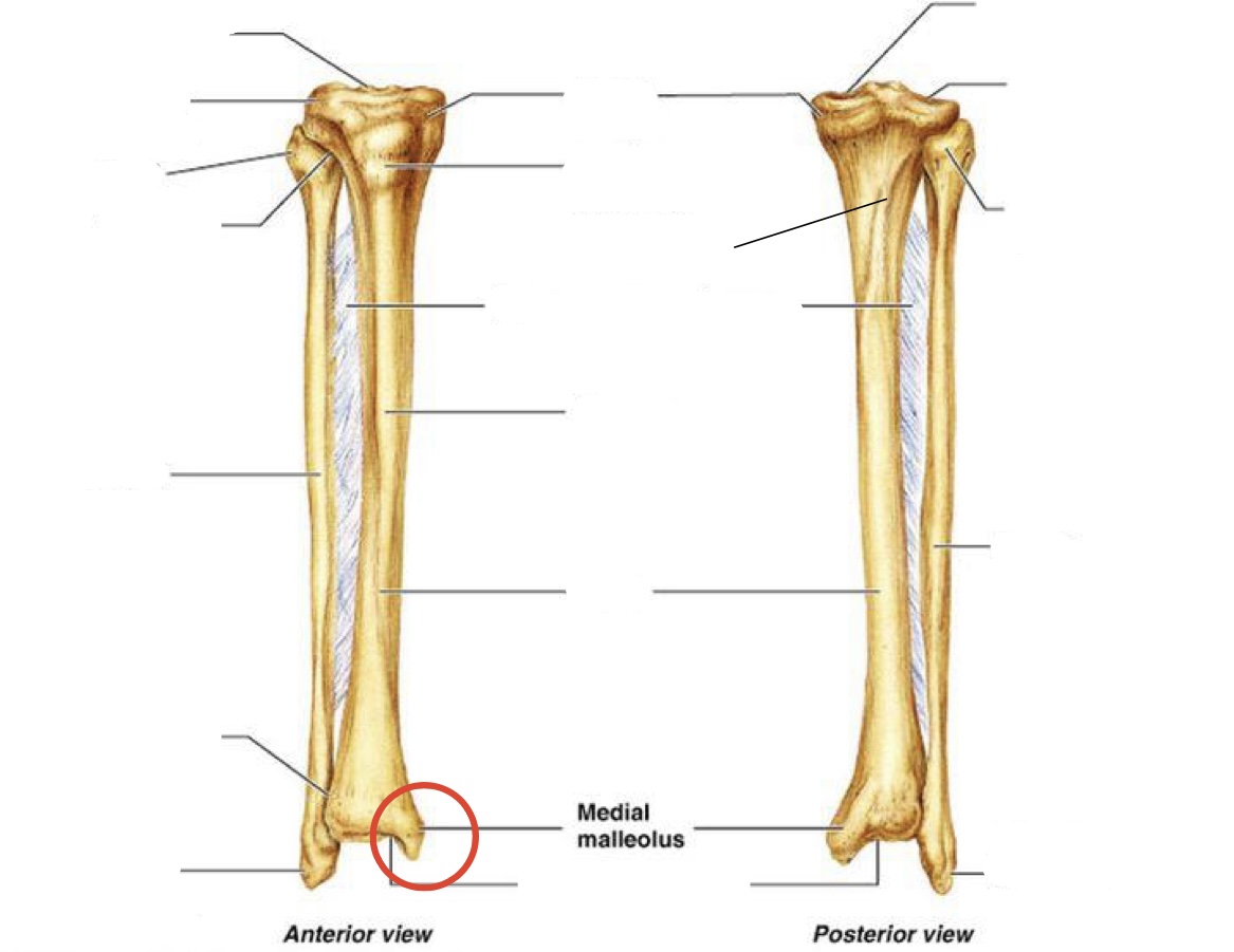 <p><span><span>Medial malleolus</span></span></p>