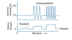 Strong stimulus strength = more frequent action potential