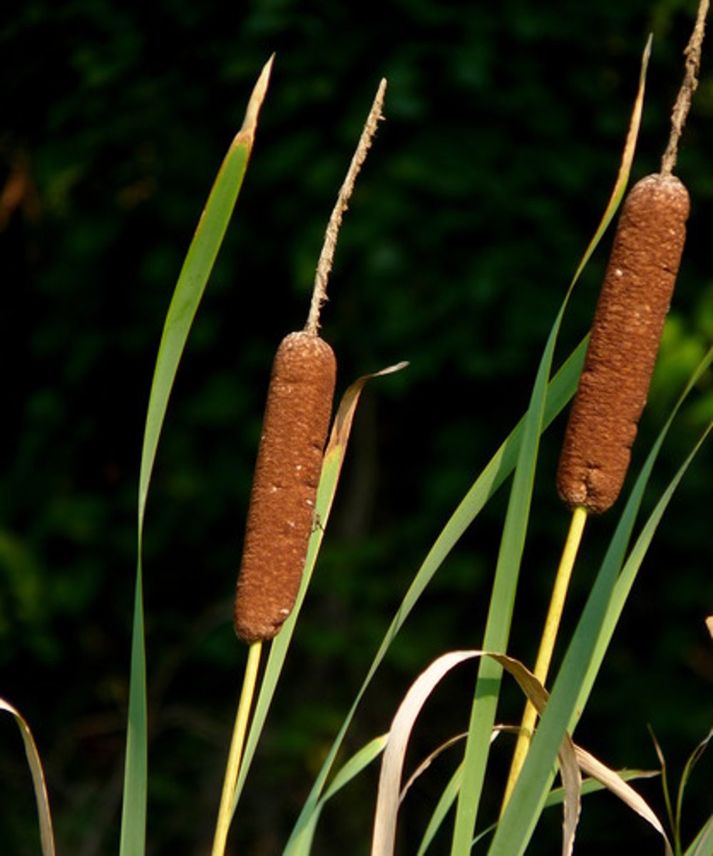 <ul><li><p>emergent aquatic</p></li></ul><p>Genus</p>