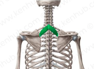 <p>Rhomboid minor origin</p>