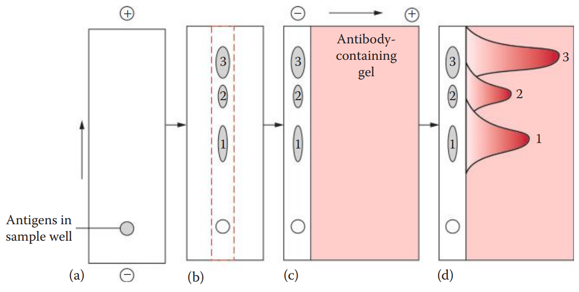 CRIE assay. (a) Electrophoresis of antigens is carried out. (b) Various antigens are separated after electrophoresis. A strip of gel containing separated antigens is excised and then used for second-dimension electrophoresis. (c) As shown, second-dimension electrophoresis is carried out to drive the antigens into an antibody-containing gel; (d) arc-shaped precipitate lines are formed as a result.