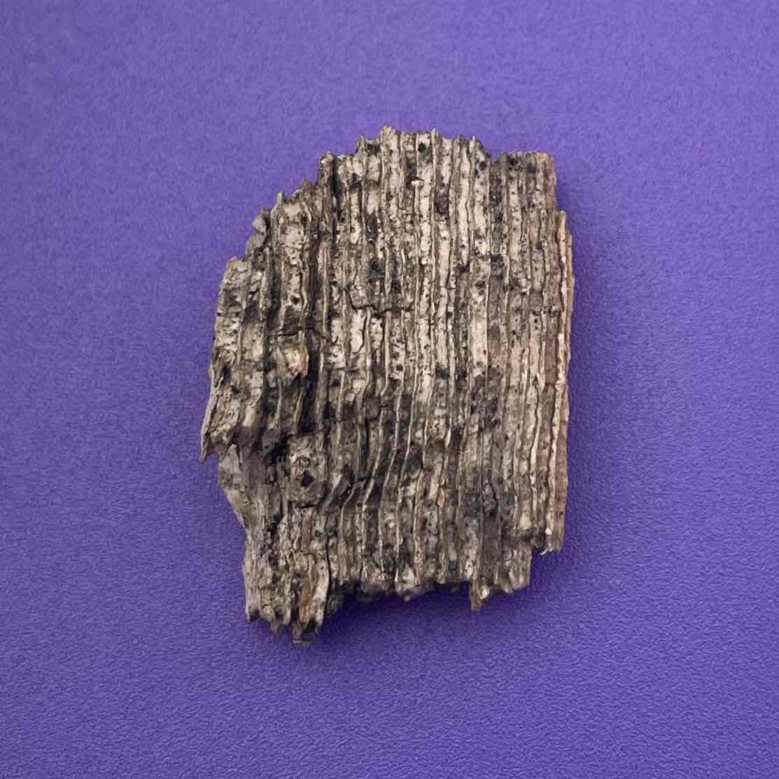 <p>Ulmaceae</p>