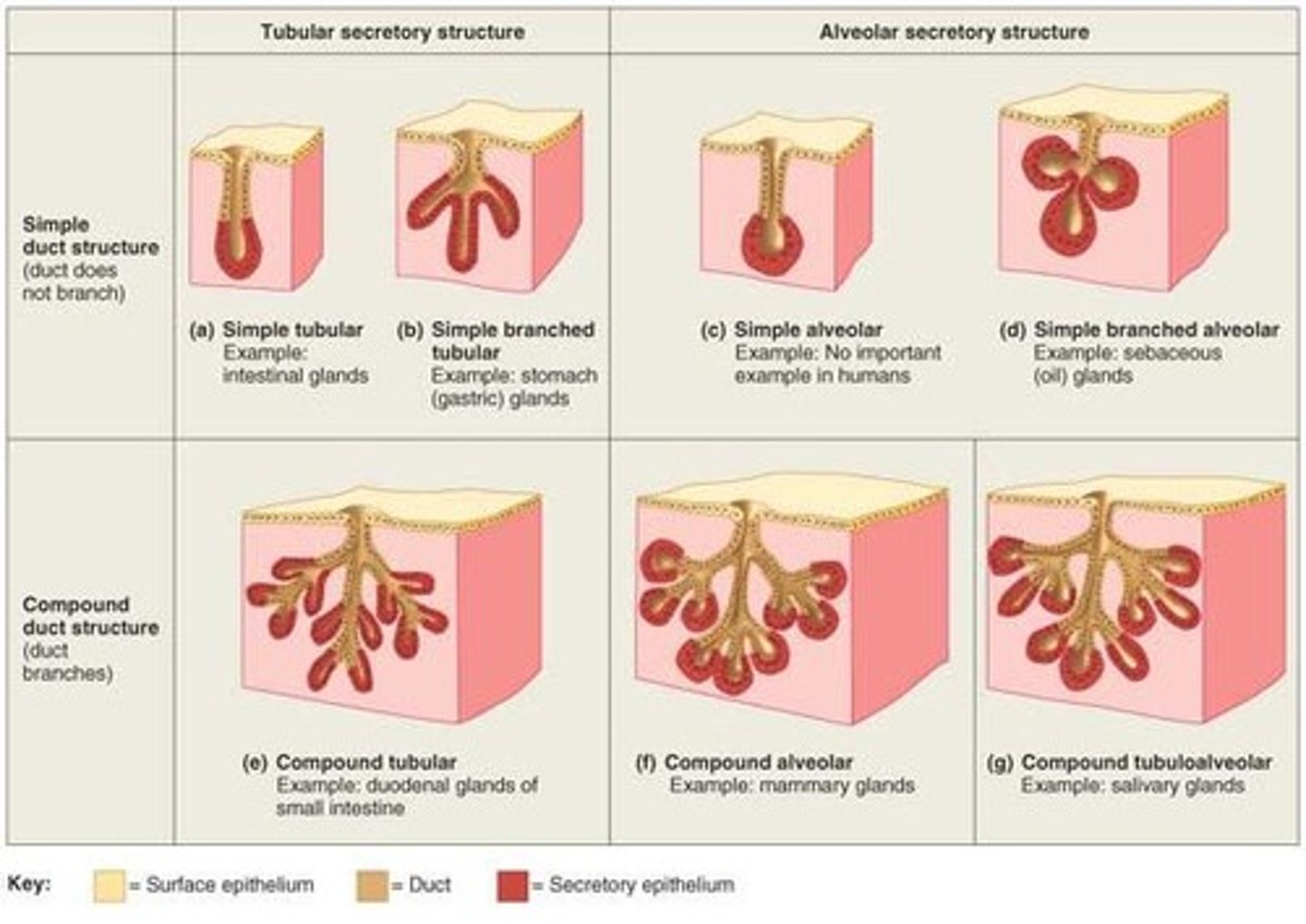 <p>Simple glands have unbranched duct</p><p>Compound glands have a branched ducts</p><p>Shape of gland</p><p>- acinar (alveolar)</p><p>secretory cells form dilated sac instead of a tube</p><p>- tubuloacinar</p><p>secretory cells in both tubes and sacs</p>