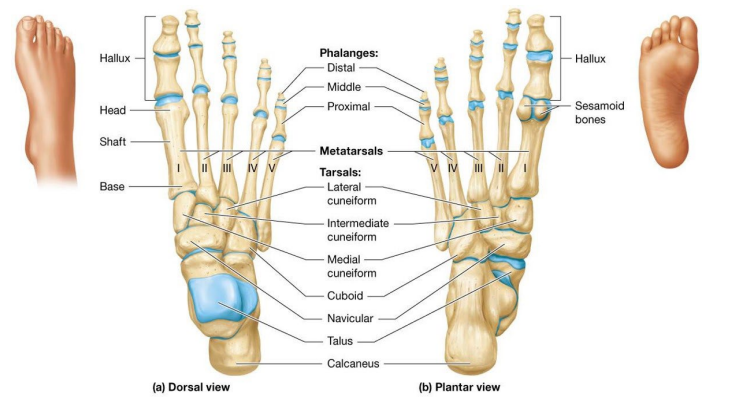 <ul><li><p>Tarsals – Seven short bones make up ankle region; connects leg to foot</p></li><li><p>Metatarsals, numbered I-V from medial to lateral, have proximal base, middle shaft and distal head</p></li></ul><p></p>