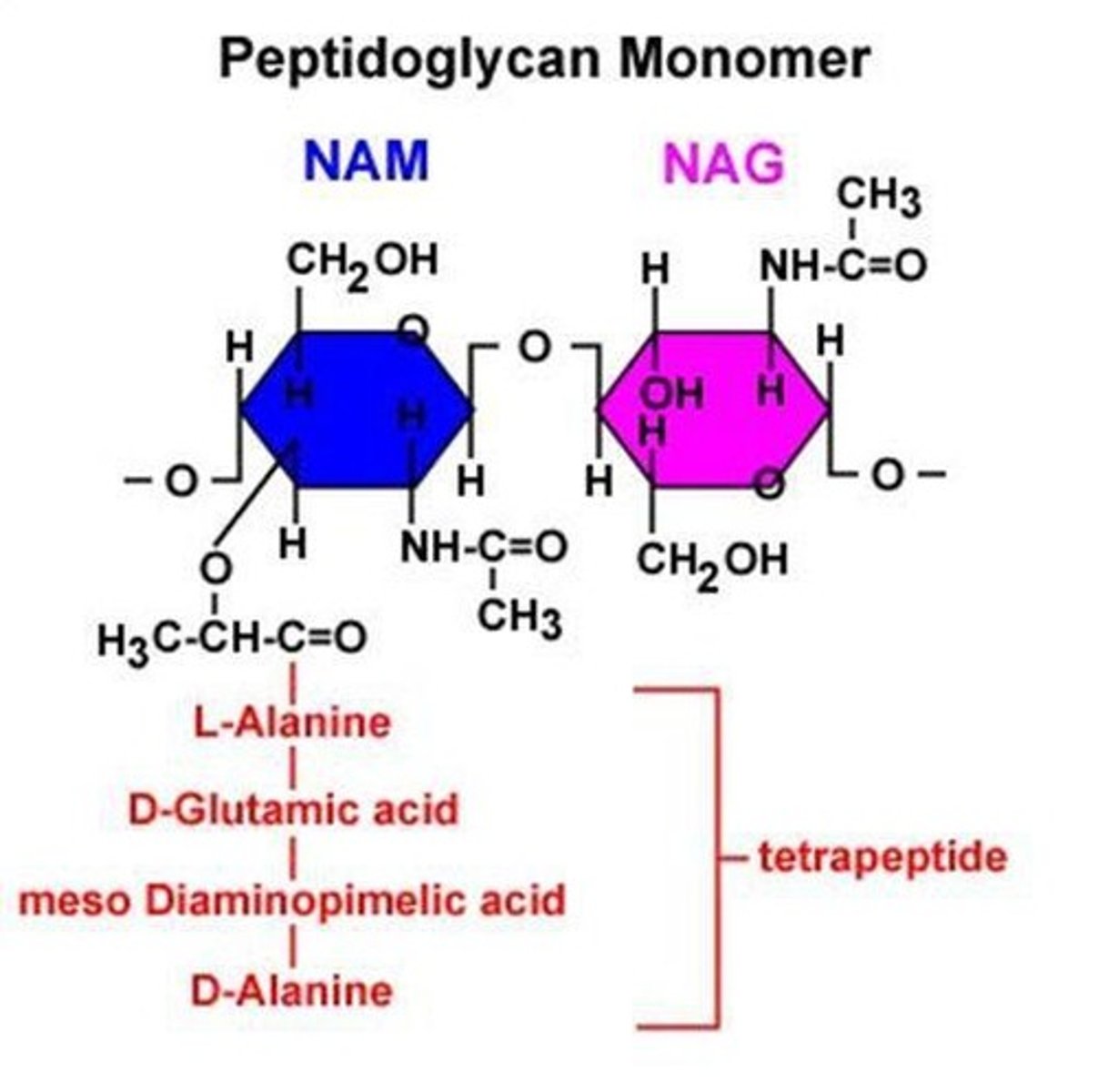 <p>Peptidoglycan.</p>