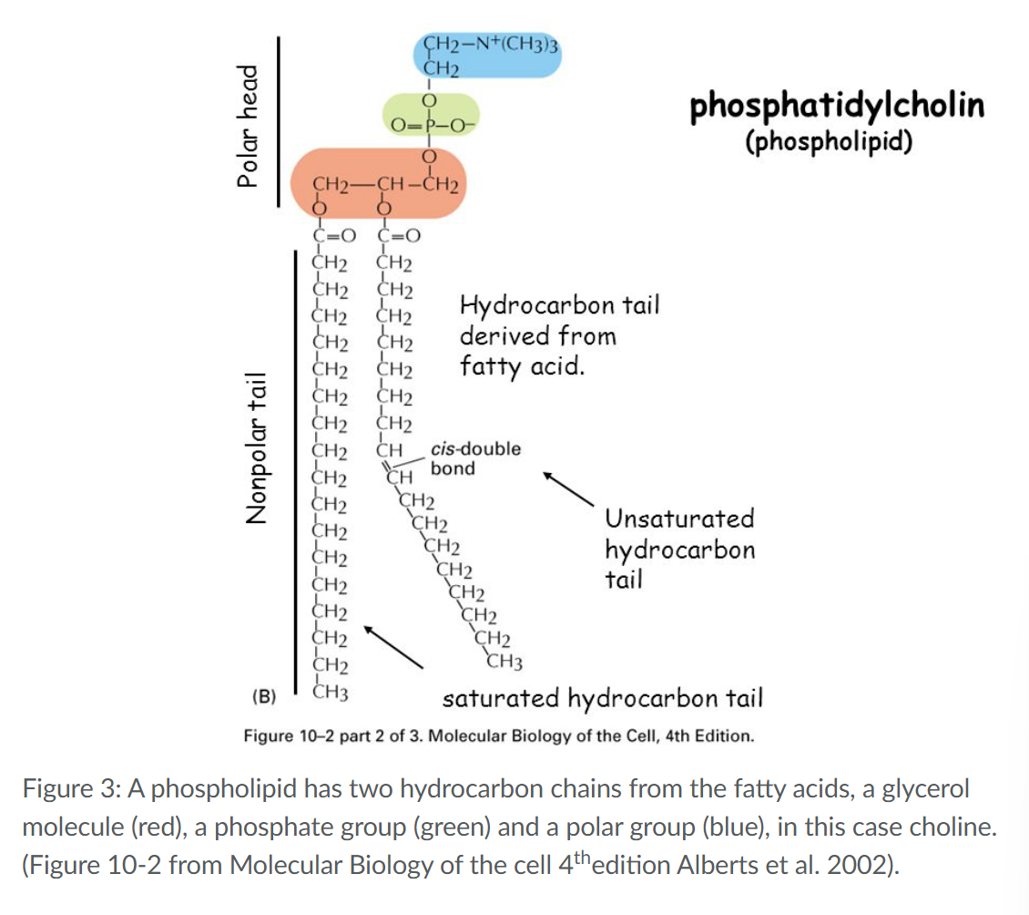 <p><span>Storage of fatty acids in cells occurs mainly in the form of </span>Triacylglycerol (one glycerol coupled to 3 fatty acids</p><p><span>hydrophilic (polar head) and a hydrophobic (tail) part.</span></p>