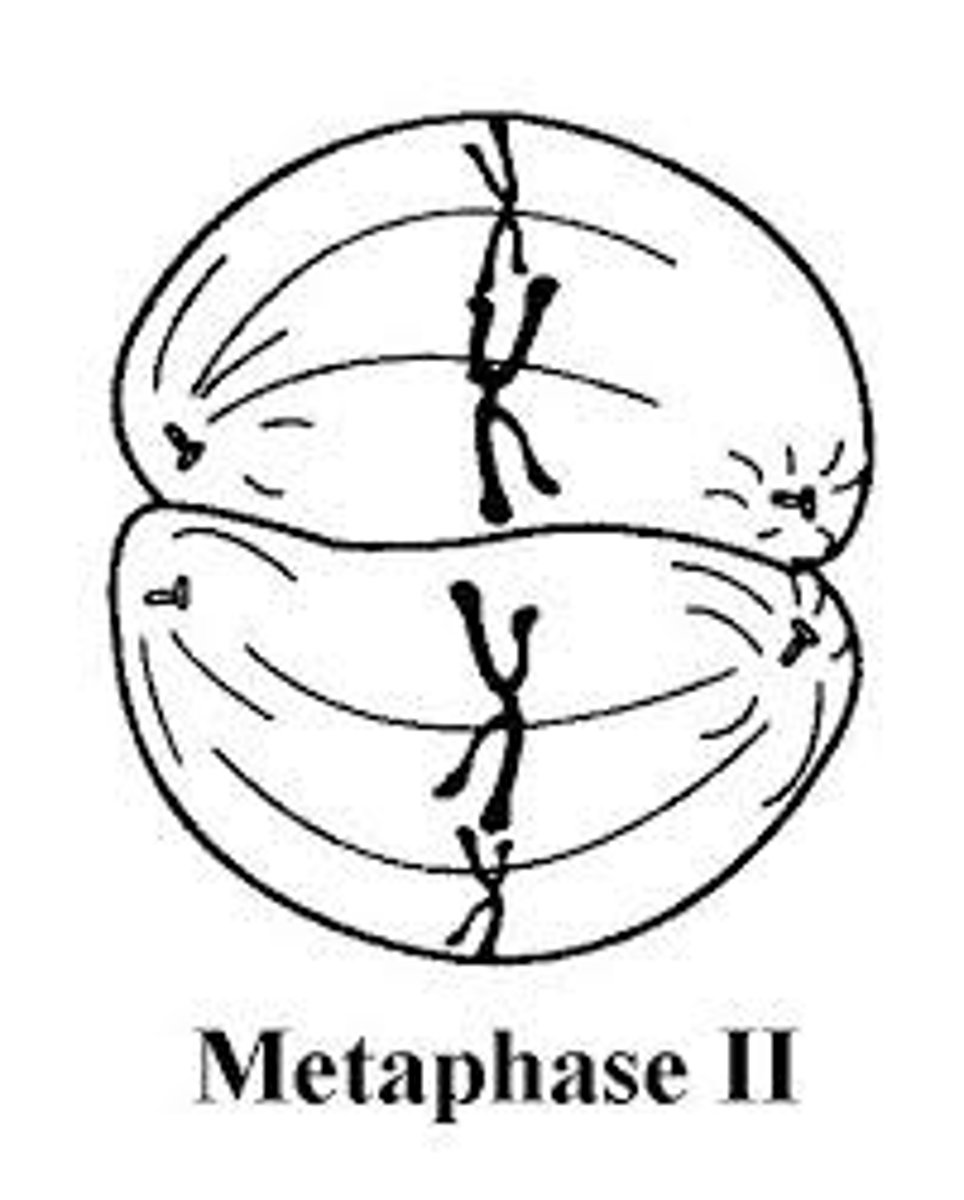 <p>The chromosomes line up down the middle of the cells</p>