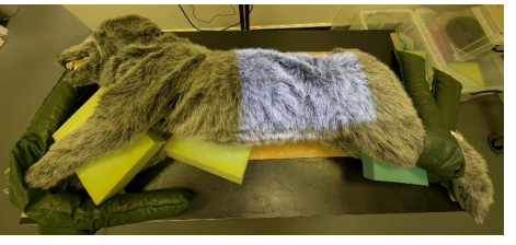 <ul><li><p>Right lateral recumbency.</p></li><li><p>Forelimbs can be extended and secured cranially, hindlimbs are extended and secured caudally. </p></li><li><p>Foam pad can be used under sternum and in between stifles/femurs/elbows/radius and ulna to ensure horizontal alignment and no rotation</p></li></ul><p></p>