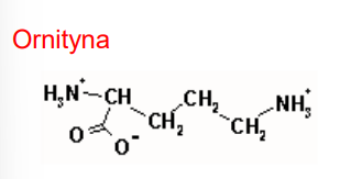 - wolny aminokwas
- bierze udział w syntezie argininy