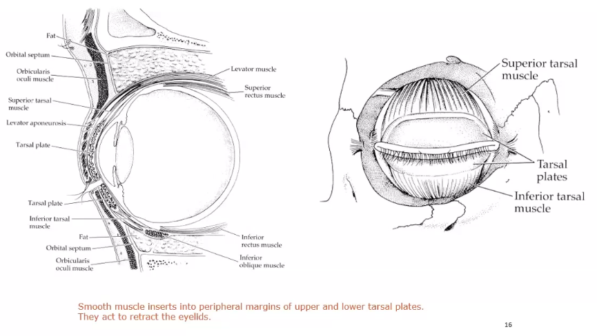 <p>levator action (levator muscle ) superior </p>