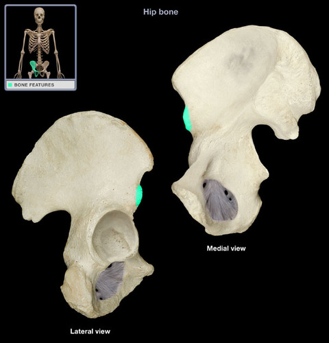 origin of rectus femoris