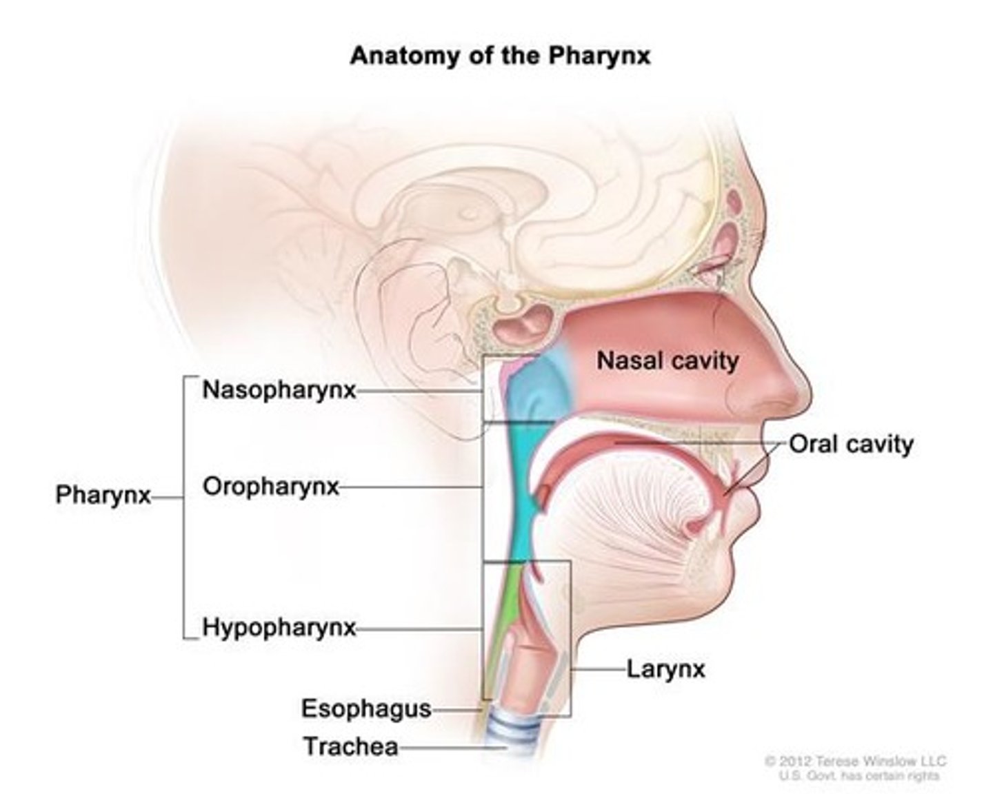 <p>passageway for both air and food connecting the nasal and oral cavities to the larynx and esophagus</p>