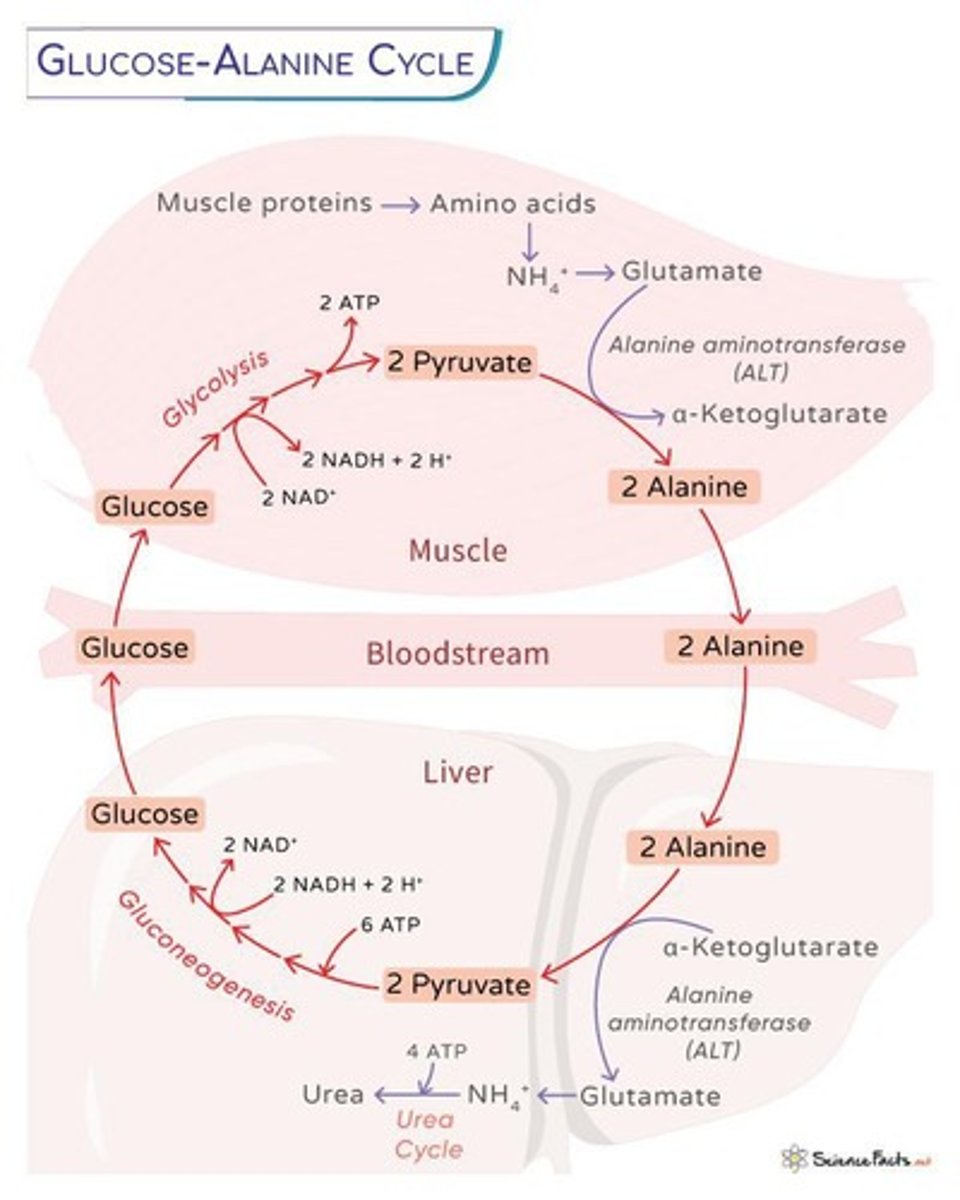 <p>A pathway that moves nitrogen as ammonia and carbon from muscles to the liver for energy and safe disposal.</p>