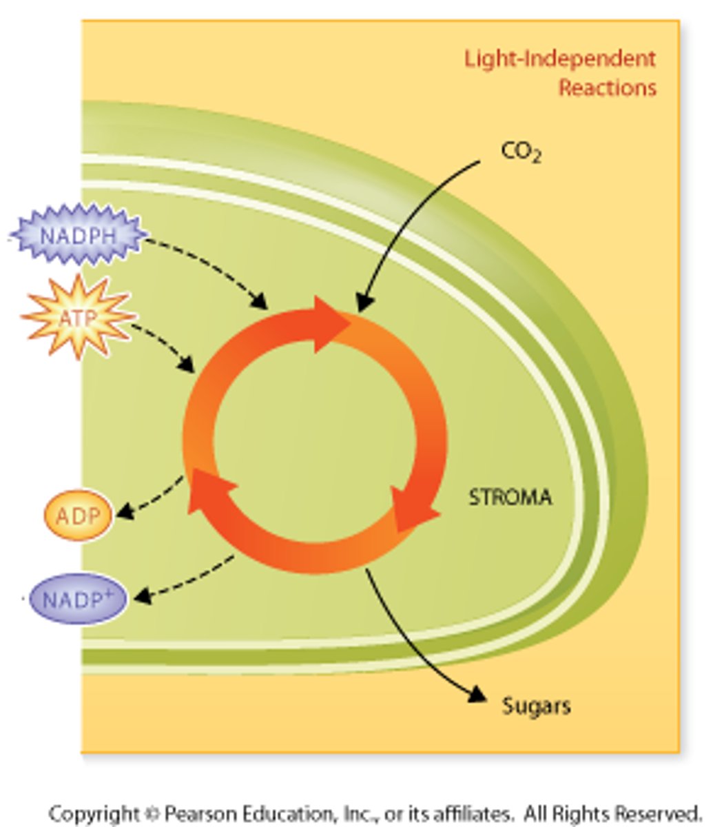 <p>second stage of photosynthesis; uses ATP and NADPH from light reactions to assemble sugars (glucose) from water and CO2, Calvin Cycle</p>