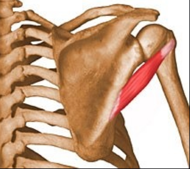 <p>what muscle is this?</p>