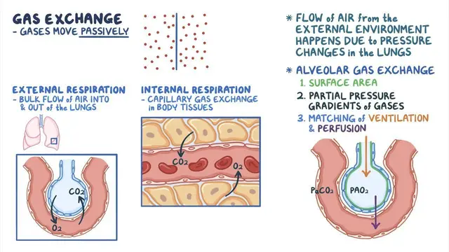 <p><strong>The physical movement of fluids, either liquid or gas, as a result of pressure differences</strong></p><ul><li><p>Surfaces in the body where diffusion occurs have a high SA to volume ratio (i.e. lungs, intestines)</p></li><li><p>crucial for maintaining homeostasis</p></li></ul><p><span style="color: rgb(255, 105, 180);"><strong>Steps of bulk flow:</strong></span></p><ol><li><p><span style="color: rgb(255, 105, 180);"><strong>Ventilation (breathing)</strong></span>: air is moved into the lungs (inhalation) and out (exhalation) due to pressure changes, bringing air into the alveoli</p></li><li><p><span style="color: rgb(255, 105, 180);"><strong>Pulmonary Bulk Flow (Perfusion):</strong></span><strong> </strong>blood containing CO<sub>2</sub> is pumped by the heart into the pulmonary capillaries surrounding the alveoli</p></li><li><p><span style="color: rgb(255, 105, 180);"><strong>Circulation</strong></span>: oxygenated blood is transported by the heart and blood vessels from the lungs to the tissues throughout the body</p></li></ol><ol><li><p><span style="color: rgb(255, 105, 180);"><strong>Capillary Exchange (Filtration/Reabsorption):</strong></span> in tissues, highly hydrostatic pressure pushes blood plasma (carrying oxygen) out of the capillaries, while lower pressure helps return waste-filled blood to the vessels, a process facilitated by bulk flow</p></li></ol><p></p>