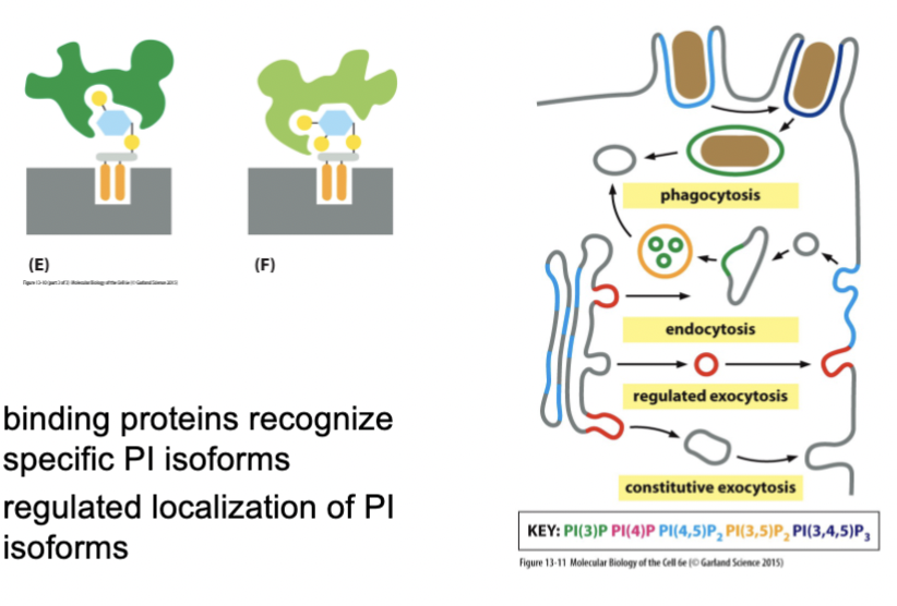 <p>binding proteins recognize specific _________, and there is regulated localization of these as well, and of their associated kinases and phosphatases. Vesicles budding in one place carry different _________ compared to other areas, and they create a code of membrane identity → budding specificity </p>