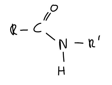 <p>N-substituted amide</p>