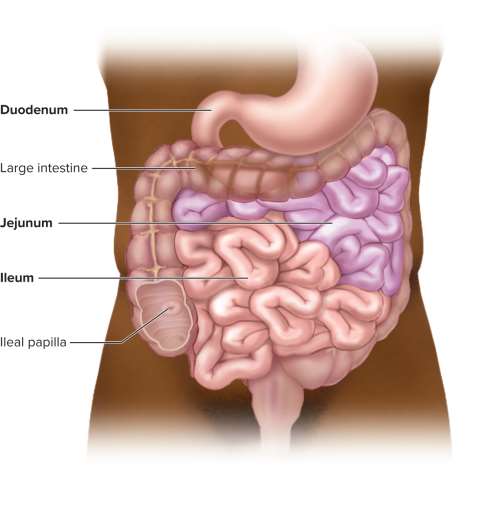 <p>Small intestine</p>