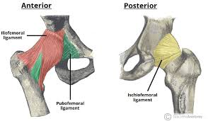 <p>Posterior capsule ligament; becomes taut with medial (internal) rotation and helps stabilize the hip.</p>