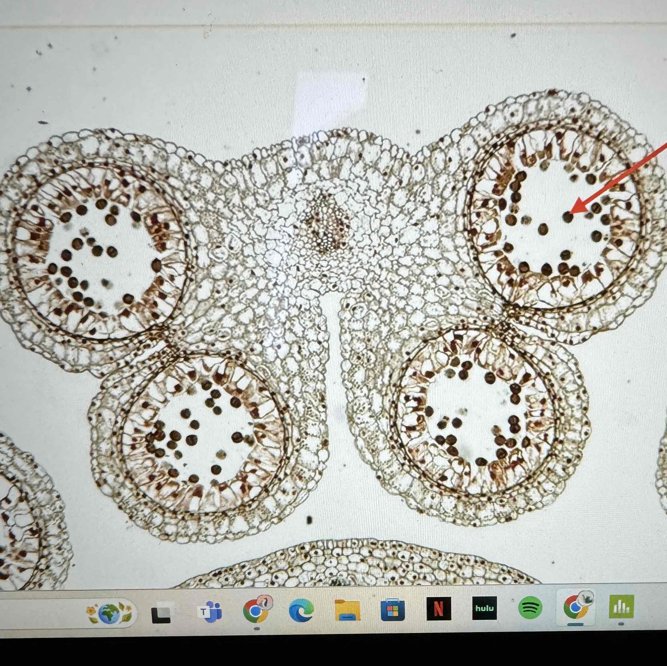 <p>what is the ploidy of the pollen grains in this Angiosperm</p>