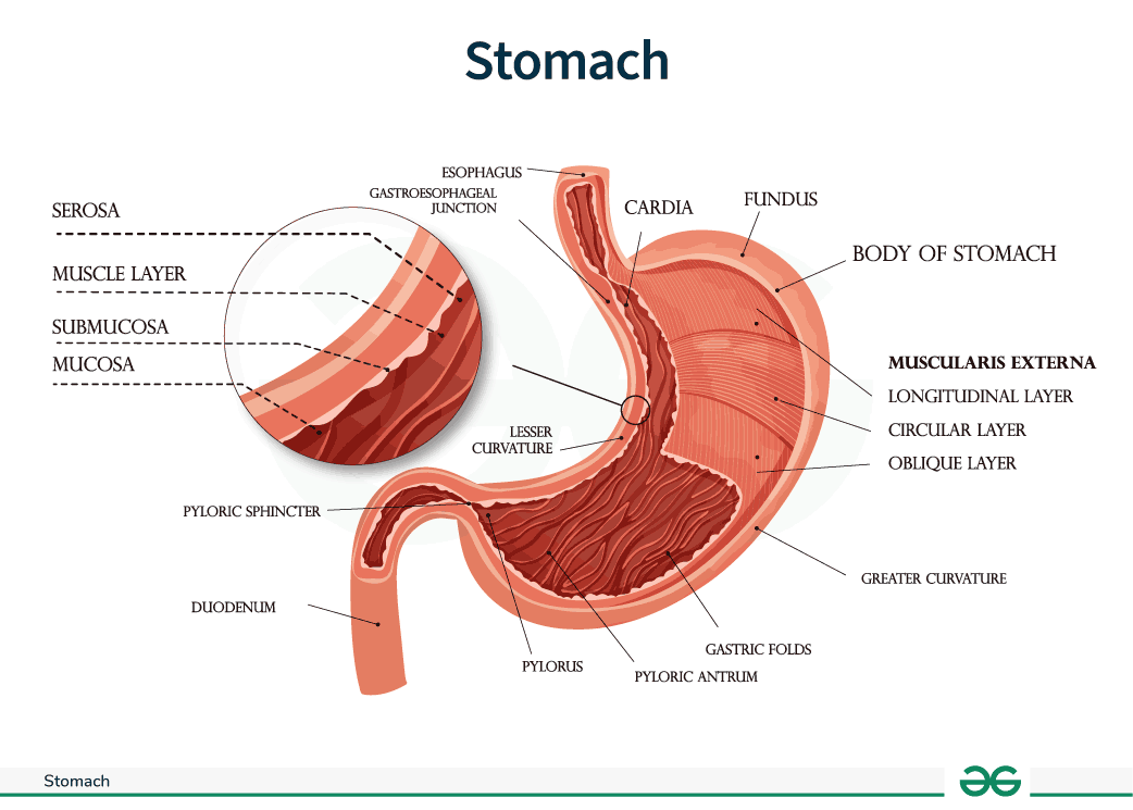 <p>Stomach</p>