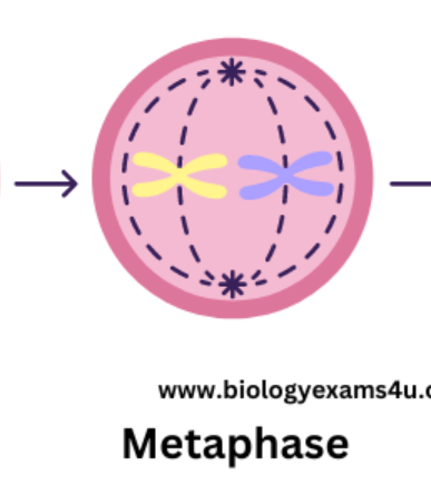 <ul><li><p>chromosomes line up in the centre of the cell</p></li><li><p>centromeres attach to the spindle</p></li></ul><p></p>