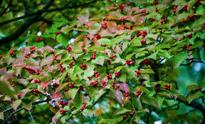 <p>Cornus Florida - Cornaceae - green leaves undulating margins - clustered red drupes - white flowers - alligator bark</p>