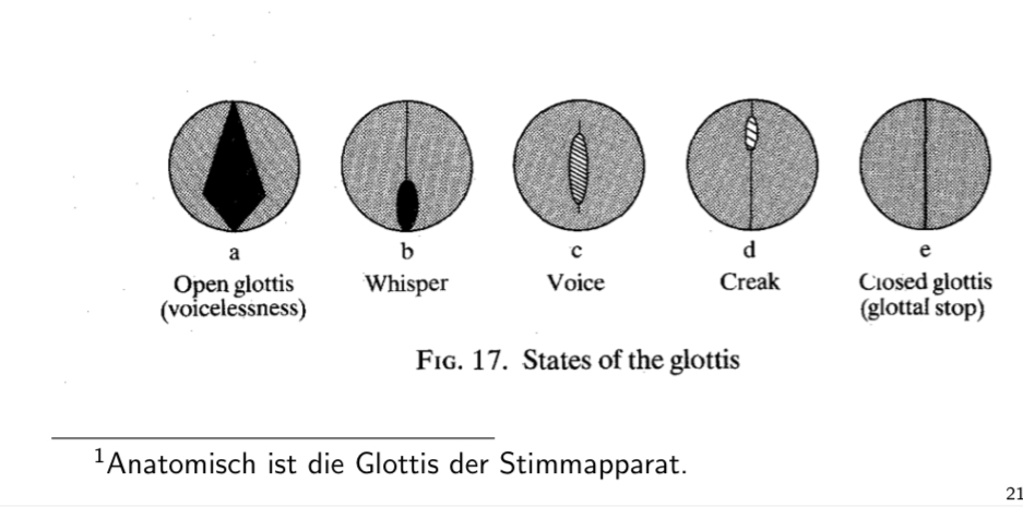 <p><span>Glottis</span></p>