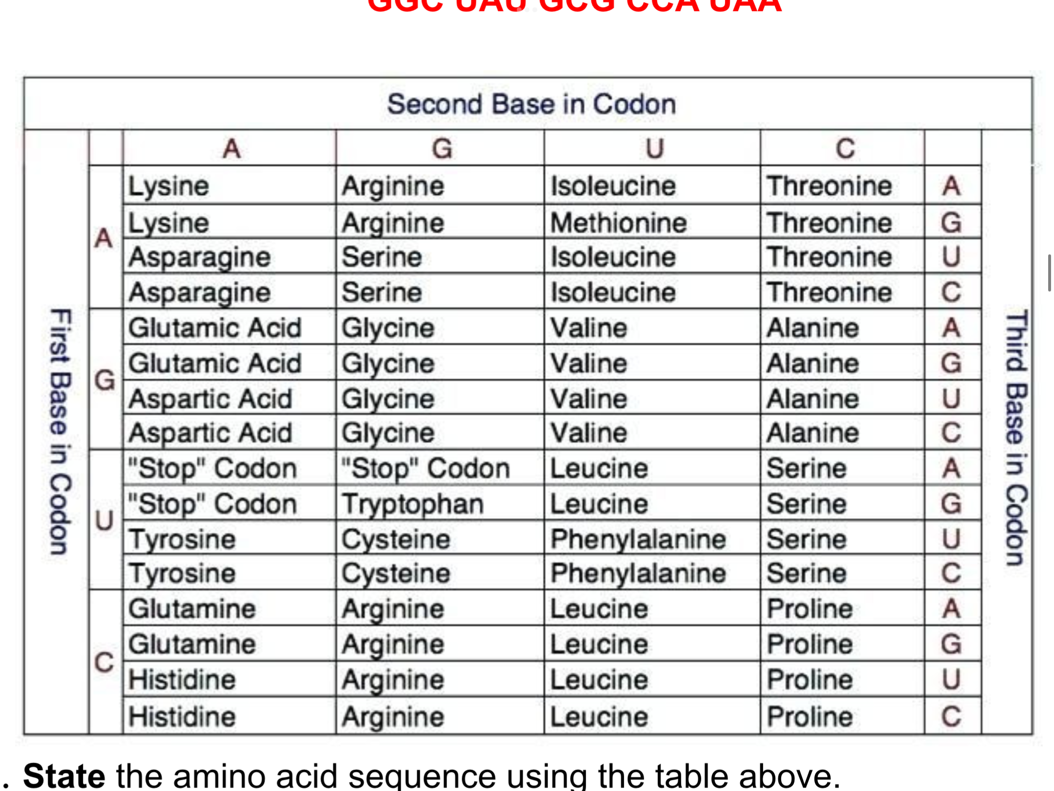 <ol><li><p>Convert the following dna sequence into an rna sequence: CCG ATA CGC GGT ATT</p></li><li><p>State the amino acid sequence using the table above</p></li><li><p>Predict the effect on the protein strand if the SECOND A in the DNA sequence was misread as a T</p></li></ol>