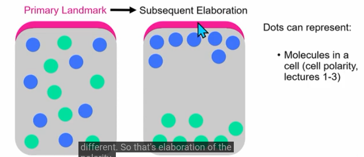 <p>can be a structure, protein, signal or process</p><p>initial landmark can generate subsequent patterns/elaboration</p><p>eg. adherens junctions is landmark; leads to cell polarity</p>