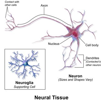 <p>Called nerve cells/neurones.</p><p>Neuroglial cells are found in the central nervous system and include astrocytes, oligodendrocytes, microglial cells, ependymal cells. In the peripheral nervous system we have satellite cells and Schwann cells.</p><p>&nbsp;&nbsp;&nbsp; </p>