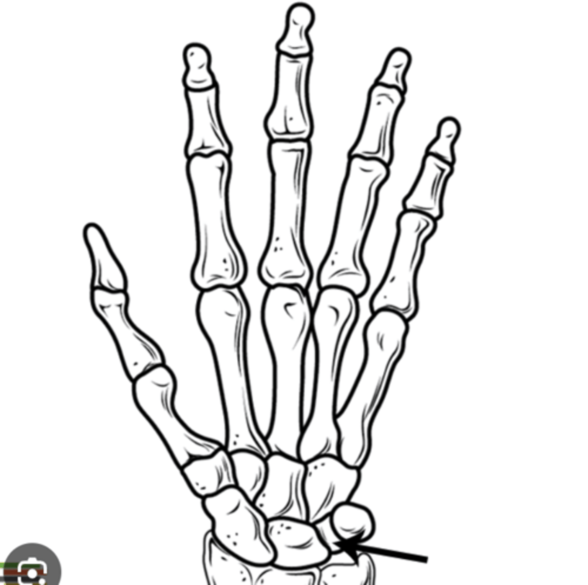 <p>a pyramid-shaped carpal bone located on the ulnar (pinky) side of the human wrist, specifically within the proximal row</p>