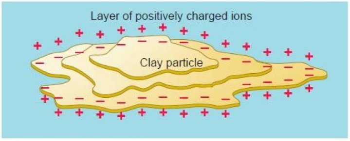 <ul><li><p><span style="background-color: transparent;">Thin, plate-like shape that reflect their layered chemical crystal structure</span></p></li><li><p><span style="background-color: transparent;">Colloid surfaces tend to be negatively charged because of their molecular structure&nbsp; -&nbsp; they attract and hold positively charged ions which often include nutrient bases such as calcium and magnesium</span></p></li></ul><p><br></p>