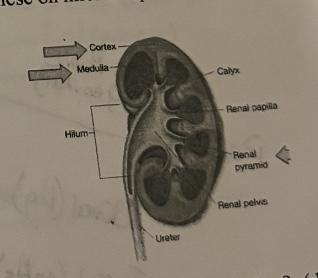 <p><span>What type of sectioning has been done on a kidney cut in half ?</span></p>