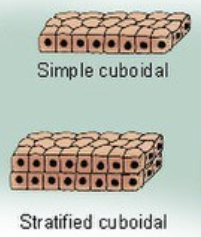 <p>Roundish/squarish cells. </p>