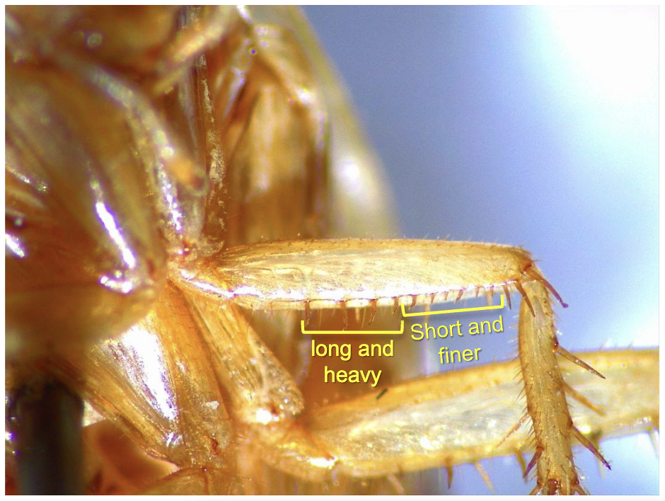 <p>It’s a roach - but what kind?</p><p>Order, Superfamily, Family, Common Name</p>