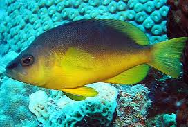 <p>yellow under body and fins</p><p>blue or brown dorsal color that does not go past midbody</p>