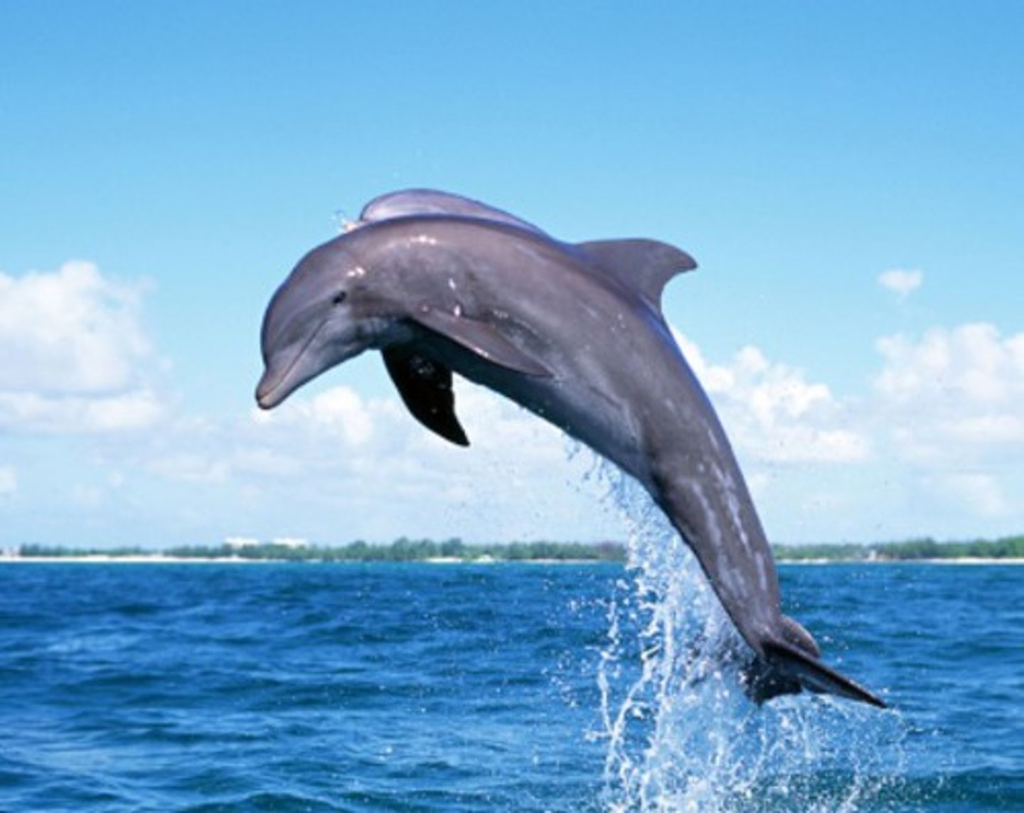 <p>Dolphin</p>