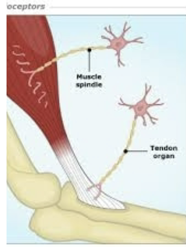 <p>changing length of a muscle </p><p>imbedded in perimysium between muscle fascicles</p>