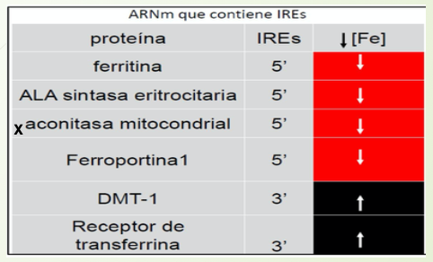 <p>El IRE se encuentra en los extremos UTR (no traducidos) de ARNm. Los UTR actúan como reguladores de la traducción de ARNm.</p><p></p><p>Aumentan las proteínas de entrada y disminuyen las que gastan Fe.</p>