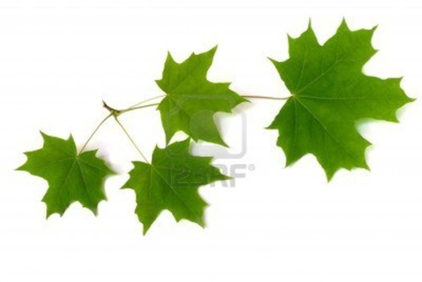 <p>5 horned lobes, twigs are slender with pointy buds</p>