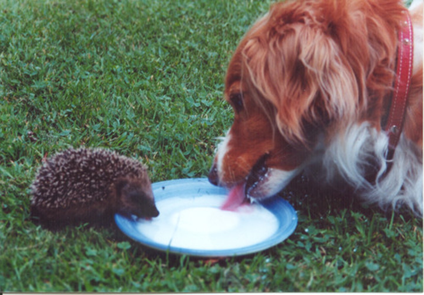 <p>To live together</p>