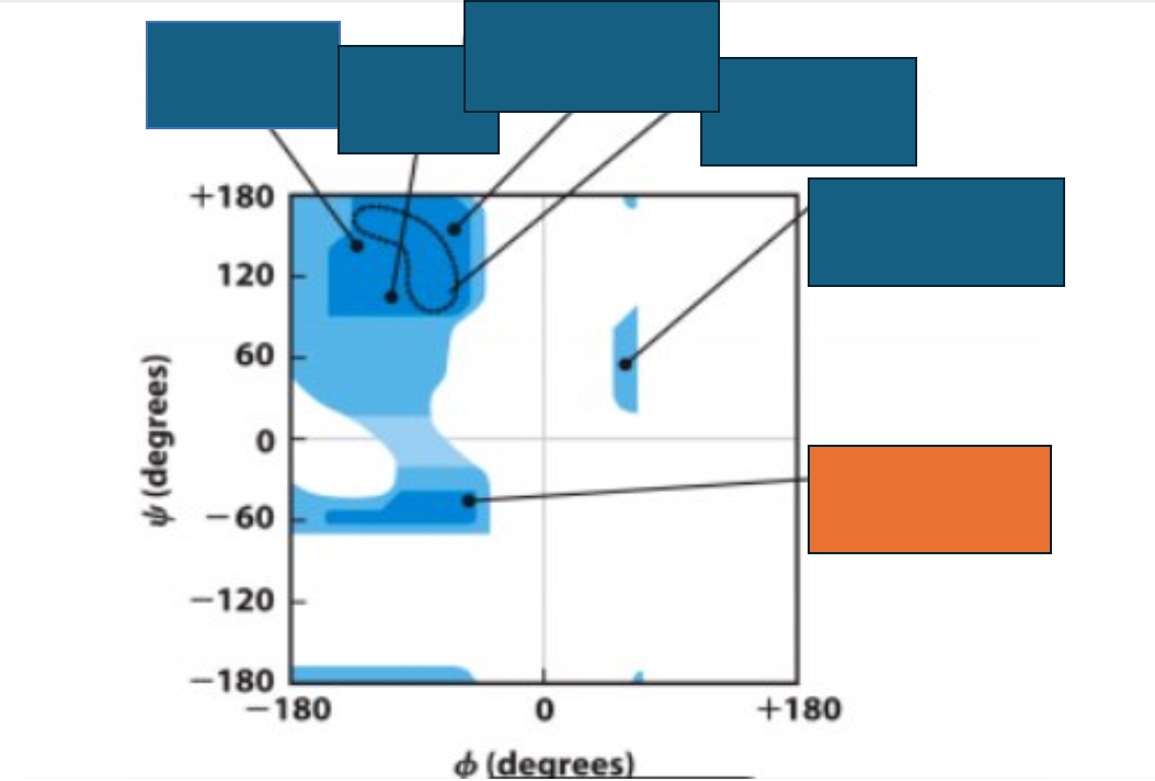 <p>Which conformation does the orange box represent on the Ramachandran map?</p>